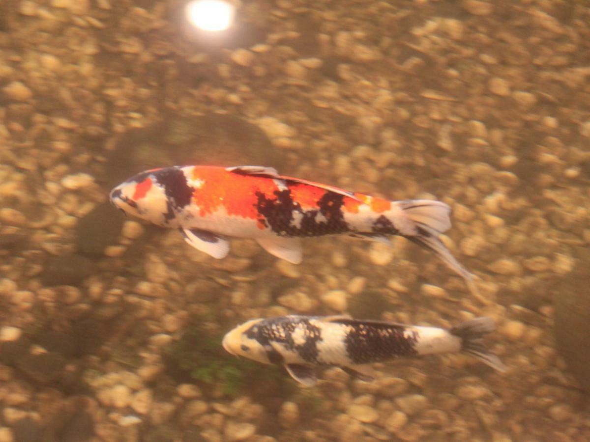 Yamashiro Onsen Miyabi No Yado Kaga Hyakumangoku Hotel Luaran gambar